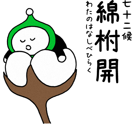 綿柎開（わたのはなしべひらく）