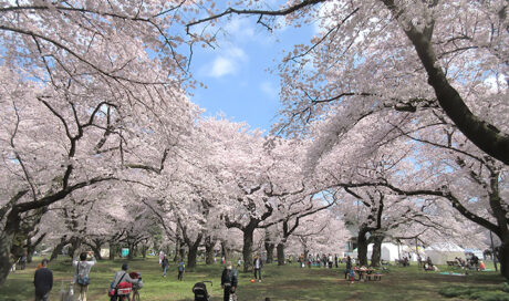 子連れで行こう！ 東京でおすすめのお花見スポット4選