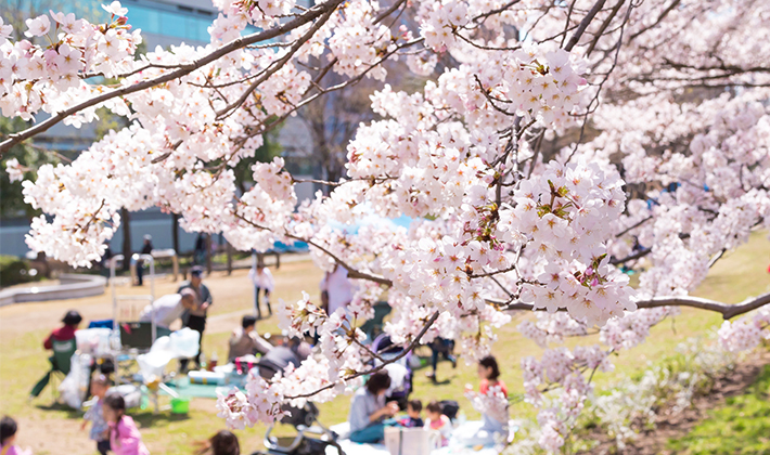 春の訪れを家族で楽しむ「お花見」