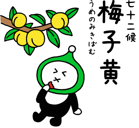 梅子黄（うめのみきばむ）