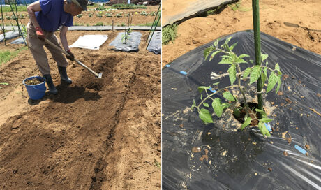 作付け計画も万全のサポート♪夏野菜の苗を植える！の巻 ...