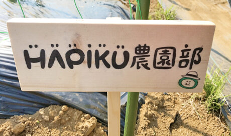 苗を植えて1週間、早くもミニトマトのつぼみ発見♪トウモ...