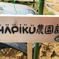 苗を植えて1週間、早くもミニトマトのつぼみ発見♪トウモロコシ...