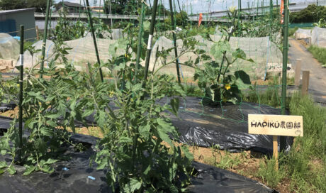 種まきから1ヵ月、待望の葉物野菜初収穫♪ 夏野菜には早...