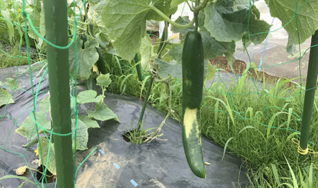 夏野菜を続々収穫！おばけキュウリも登場？！の巻 ―シェ...