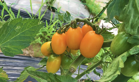 採れすぎて困っちゃう！？ 梅雨にも暑さにも負けず、夏...