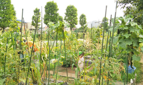 食への興味を広げてほしい… 
母の想いをシェア畑で実現