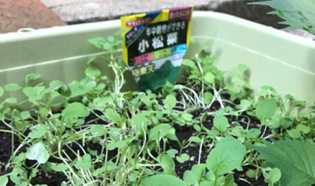 ＜連載Vol.2＞ 娘の成長に野菜の生長を重ね合わせ、 手...