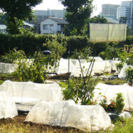 ＜連載Vol.4＞ 
食への興味を広げて欲しい…母の想いをシェア...