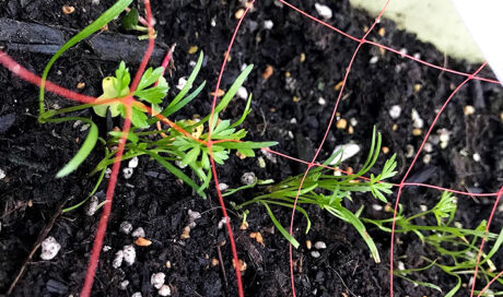 はつか大根と人参のその後