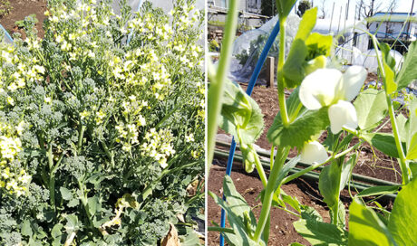 シェア畑で野菜づくり ～茎ブロッコリー・スナップエン...