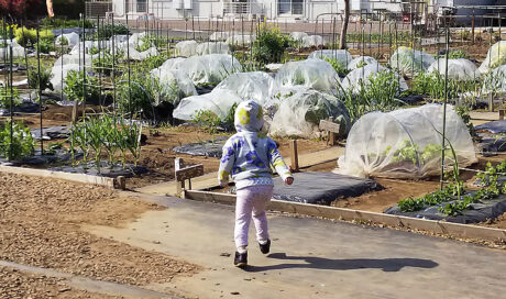 シェア畑で野菜づくり 
～てんとう虫は見つかるかな？～