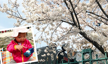 ちょっと息抜き！ご近所ピクニック（名勝嵐山）