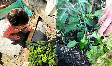 母の実家で野菜との出会い…新たな発見に興味津々！