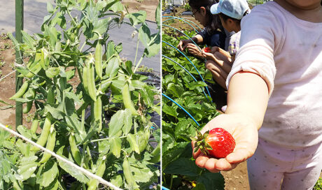 シェア畑で野菜づくり ～待ちに待ったイチゴを収穫！そ...
