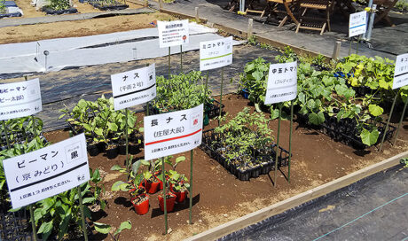 シェア畑で野菜づくり ～トマト、ナス、ピーマン…春夏野...