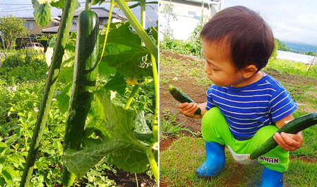 家族みんなで家庭菜園♪きゅうりの美味しい時期到来！
