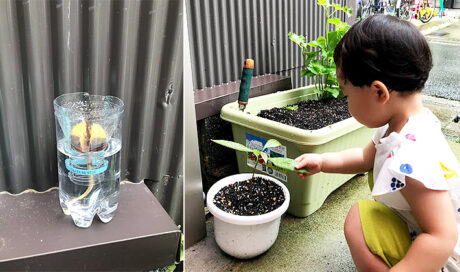 ちょっと珍しい？植物を植えてみたよ