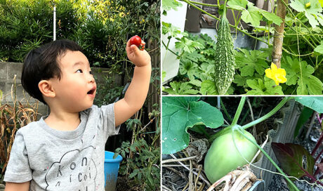 自分で収穫する野菜は格別♪ゴーヤだっておいしい！