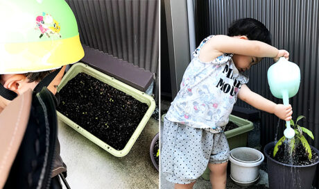 アボカドの成長を楽しみにしながら、 赤丸はつかに再挑戦！