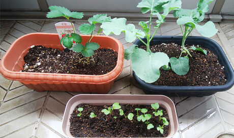 子どもと一緒にベランダ菜園！ 収穫するそばからトマト...