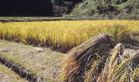 白いご飯を無言のまま二膳ペロリ！ 親子そろって食育体験！