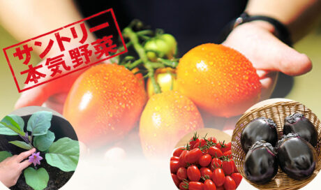 甘い！とろける！驚きのおいしさを持つ野菜を家庭で