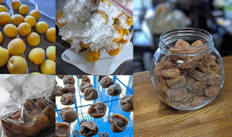 保存袋で簡単！子どもと一緒に梅干し作り