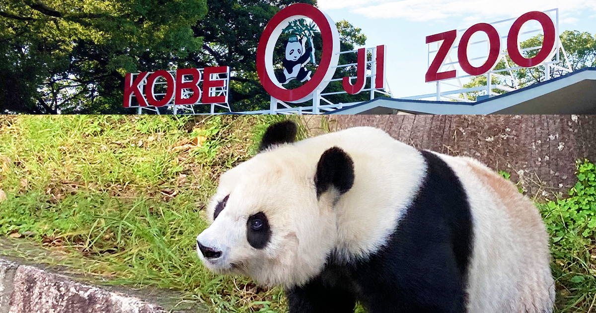 パンダに会えるのもあと少し！神戸市立王子動物園に行ってみませんか？ | HAPIKU（ハピク）食育