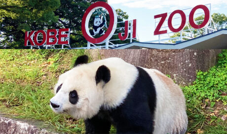 パンダに会えるのもあと少し！神戸市立王子動物園に行っ...