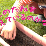 プランターで家庭菜園してみました！～苗の植え付けと種まき～