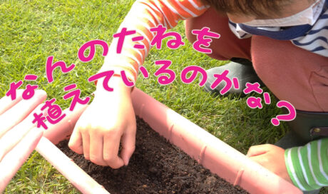 プランターで家庭菜園してみました！～苗の植え付けと種...